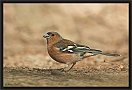 vink DSC_0286-01